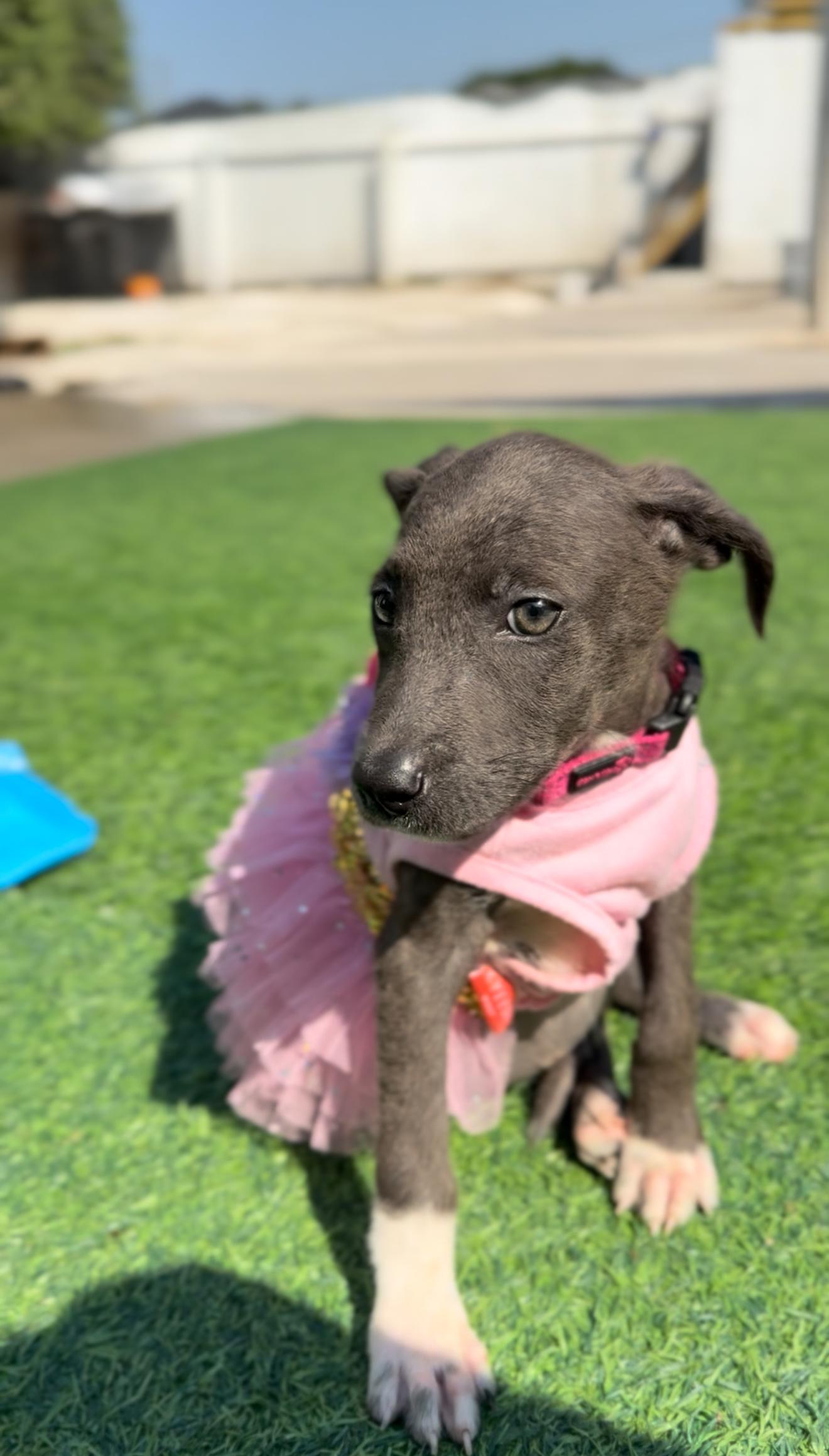 Chickadee thumbnail 4