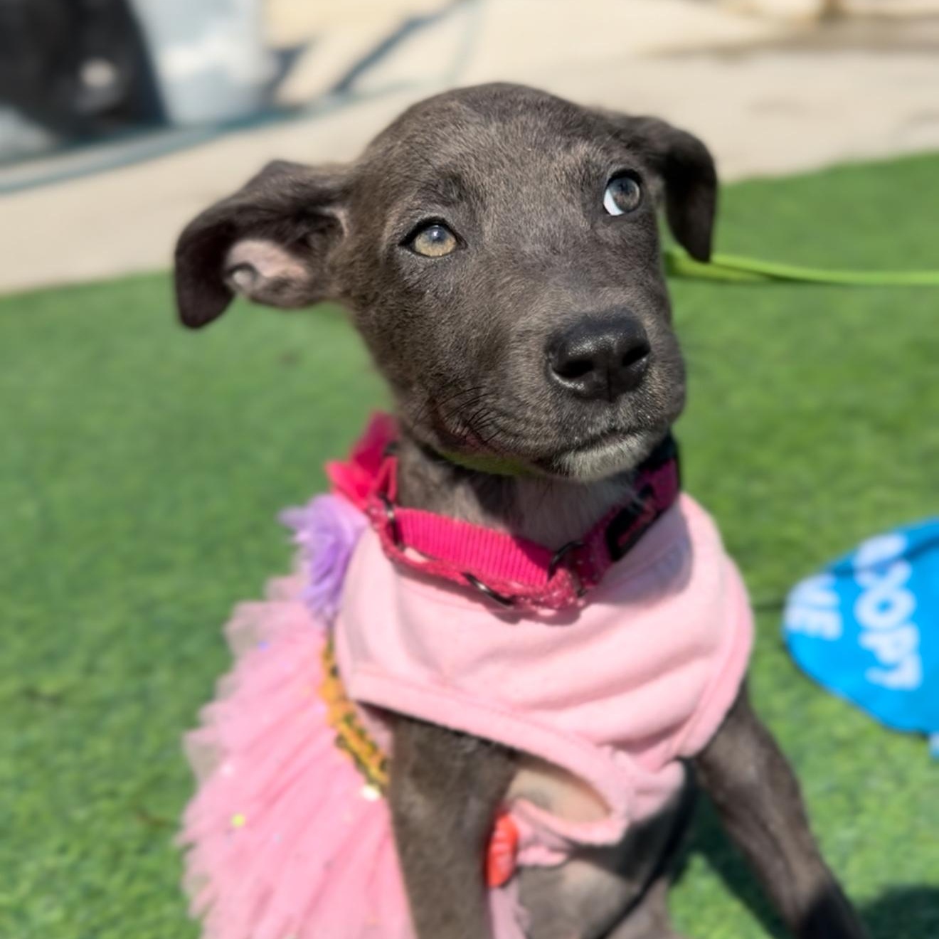 Chickadee thumbnail 5