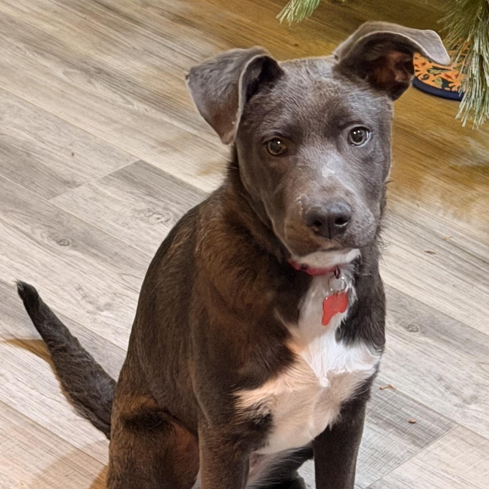 Chickadee thumbnail 6