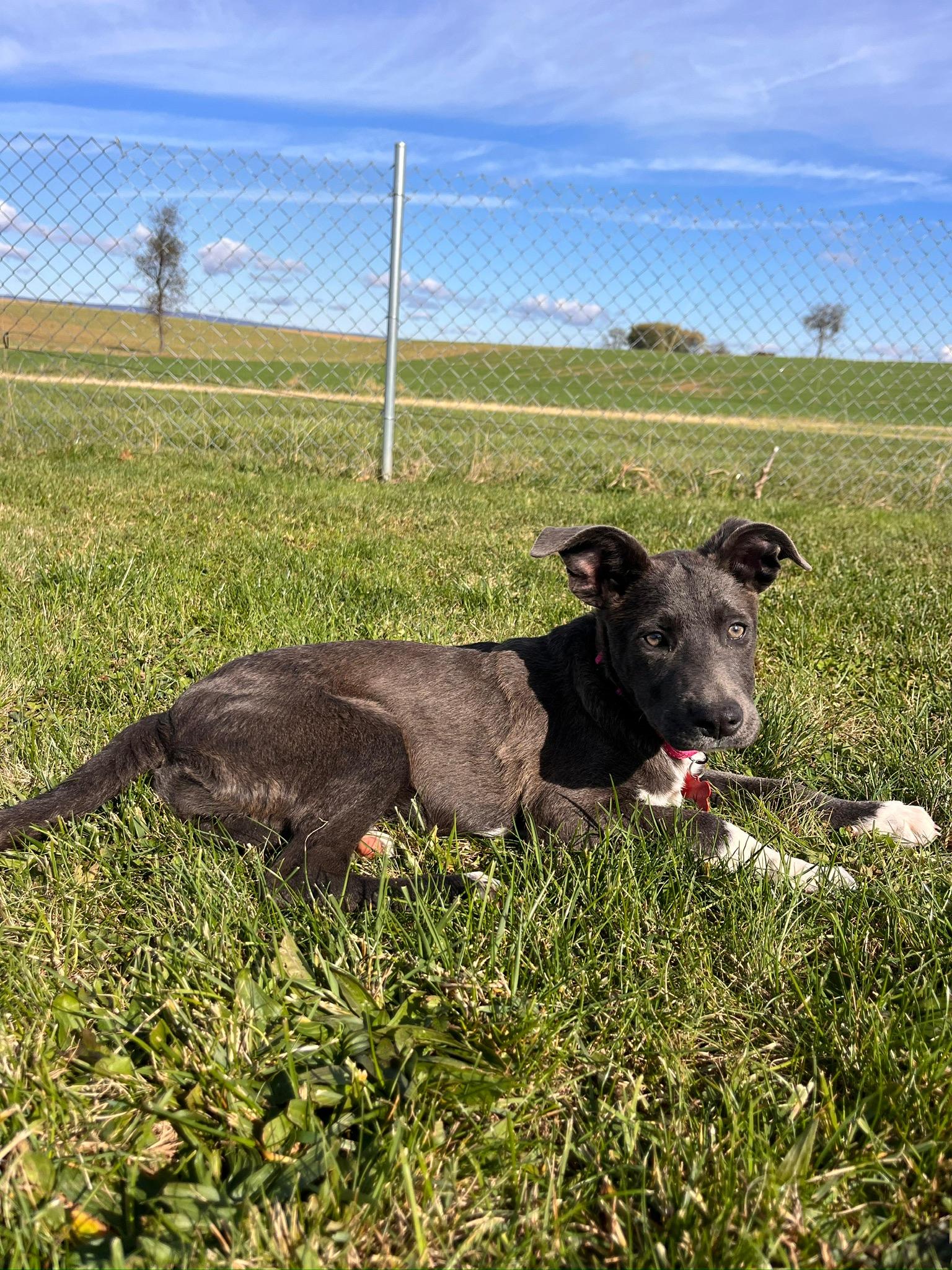 Chickadee thumbnail 7