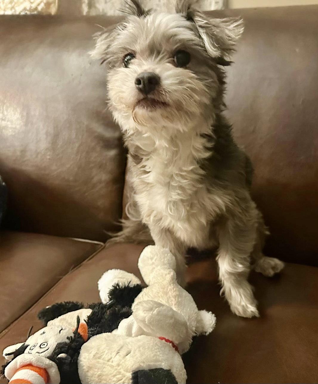 Enlarge Snoopy, a Adoptable Yorkshire Terrier in Berwick, PA image 1/2