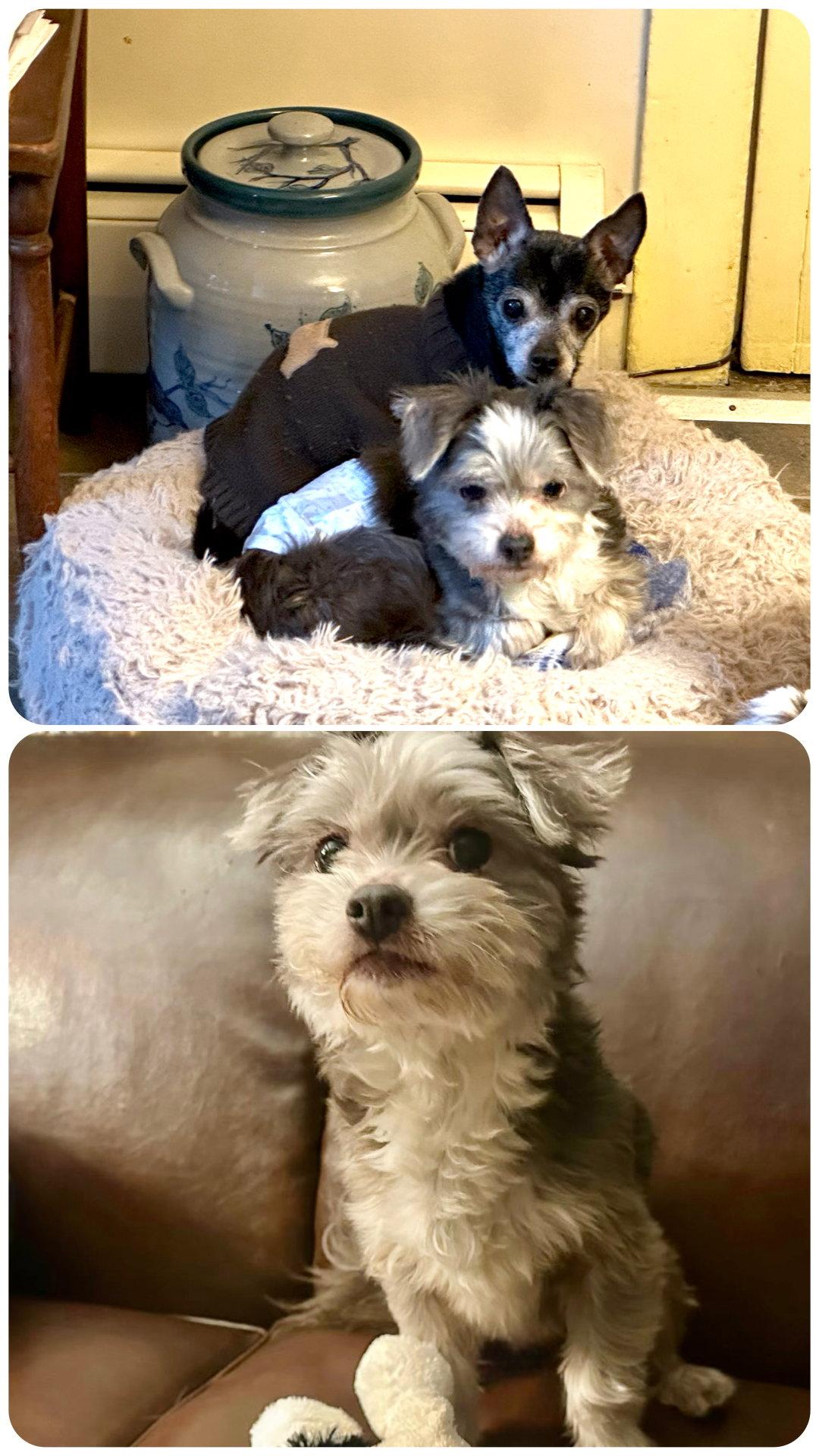 Enlarge Snoopy, a Adoptable Yorkshire Terrier in Berwick, PA image 2/2