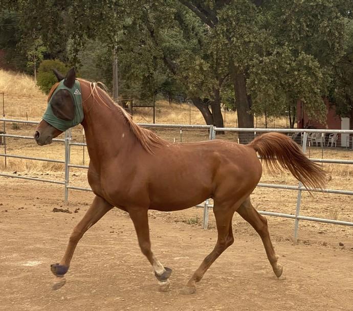 Copper - Project Horse, Adoptable, Adult Male Arabian.