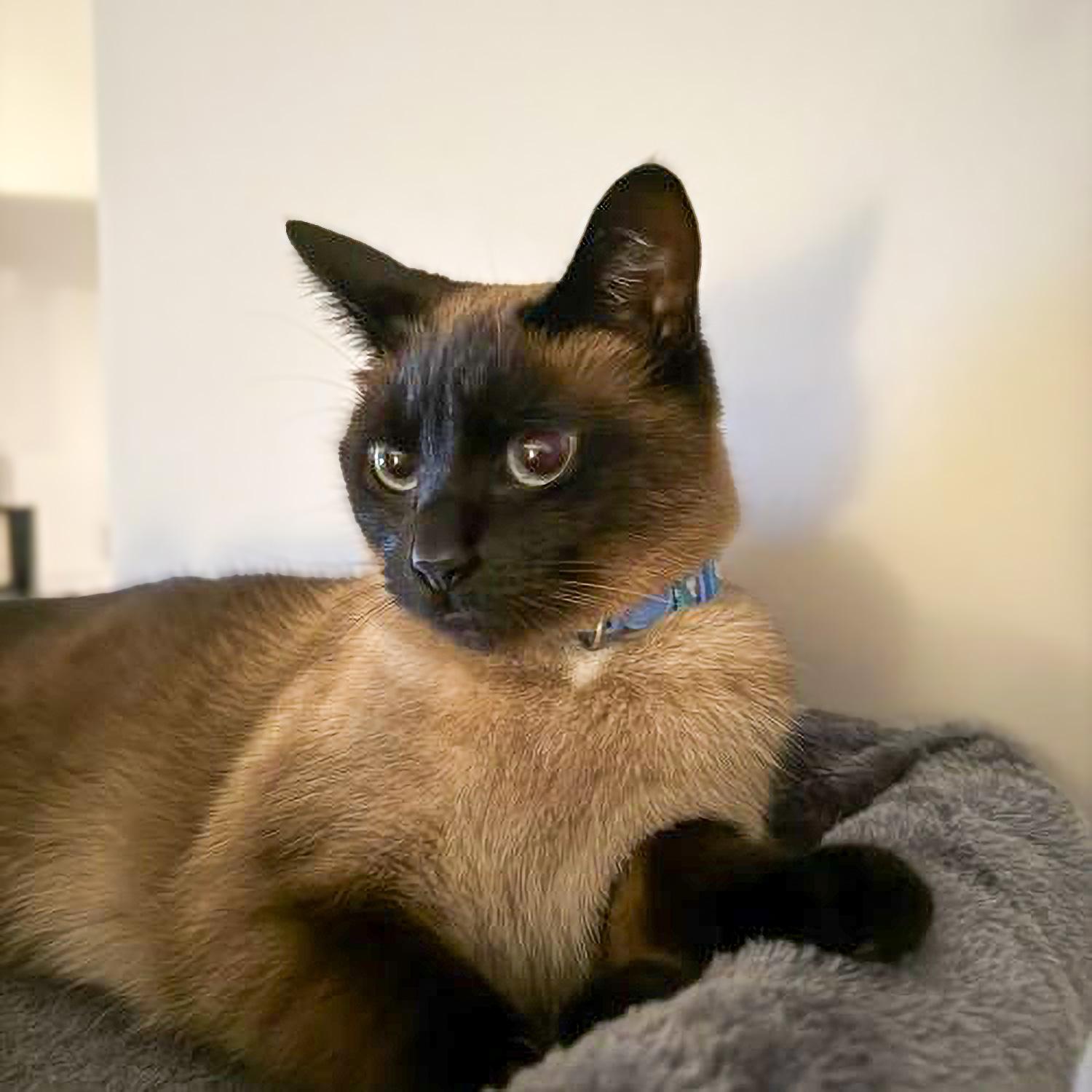 Milly, Adoptable, Young Female Siamese & Domestic Short Hair.