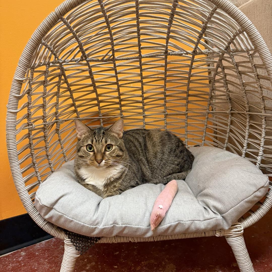 Ghost, a Adoptable Tabby in Stone Mountain, GA image 1/3