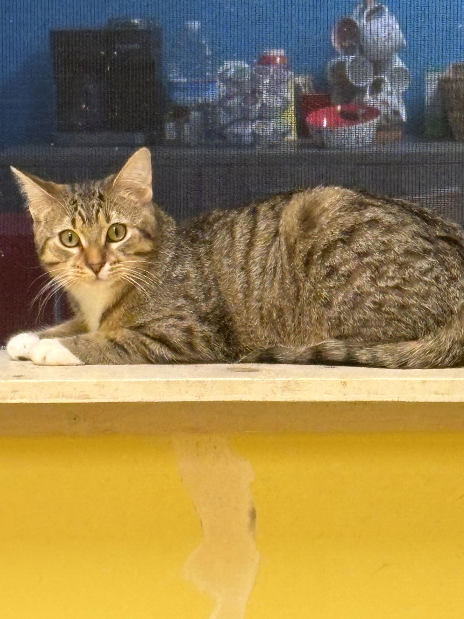 Ghost, a Adoptable Tabby in Stone Mountain, GA image 2/3