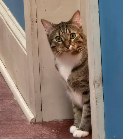 Ghost, a Adoptable Tabby in Stone Mountain, GA image 3/3