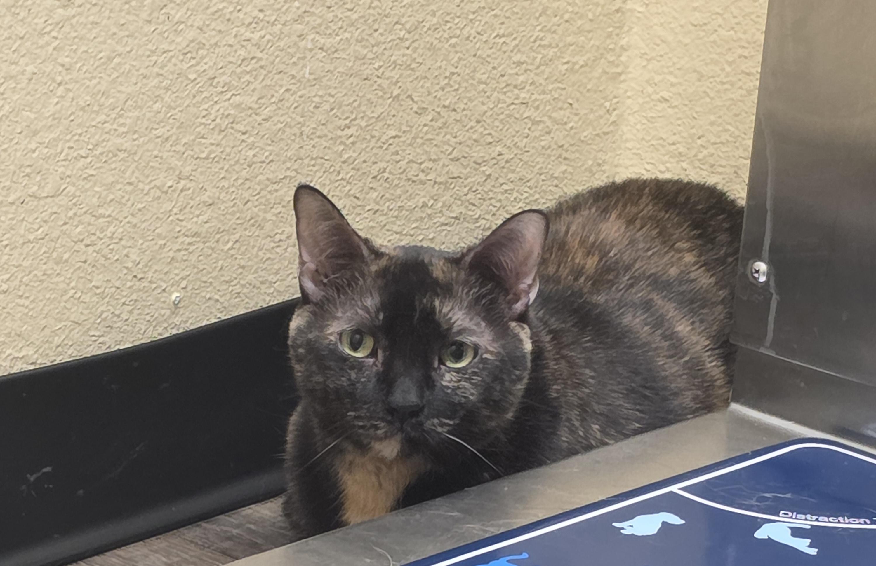 Shadow, Adopted, Adult Female Domestic Short Hair.