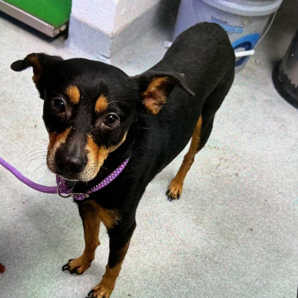Maddox, Adoptable, Adult Male Mixed Breed.