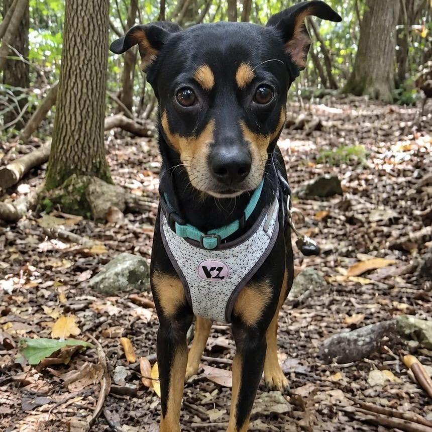 Enlarge Maddox, a Adoptable Mixed Breed in Spruce Pine, NC image 2/3