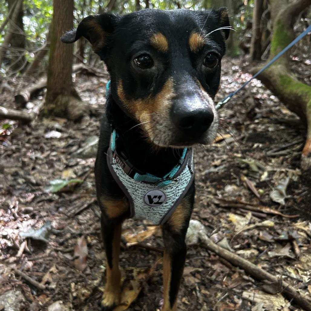 Enlarge Maddox, a Adoptable Mixed Breed in Spruce Pine, NC image 3/3