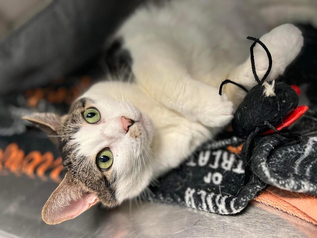 Carla, Adoptable, Adult Female Domestic Short Hair.