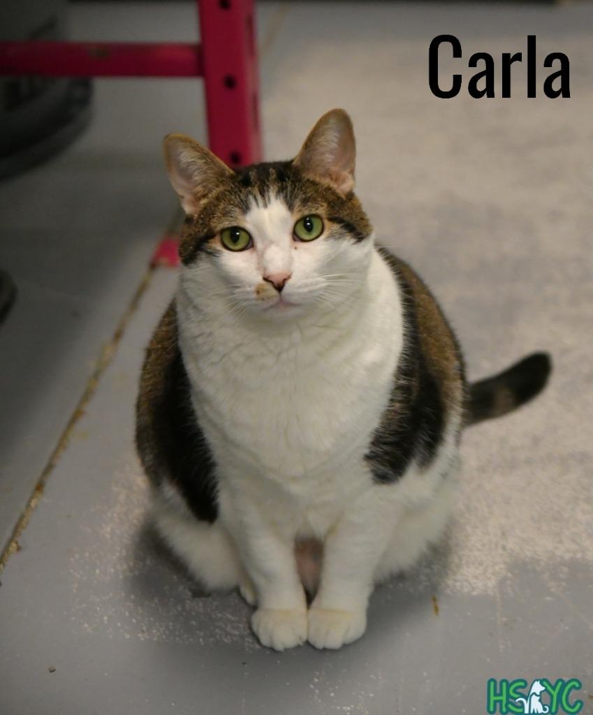 Carla, a Adoptable mixed breed in Fort Mill, SC image 1/6