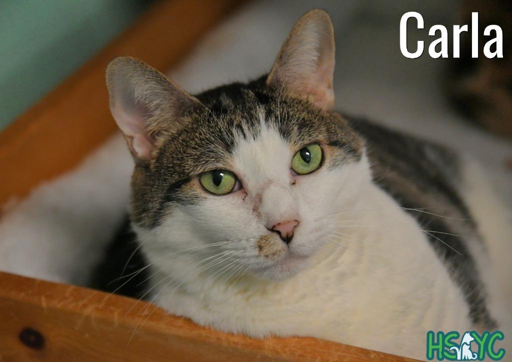 Carla, a Adoptable mixed breed in Fort Mill, SC image 2/6