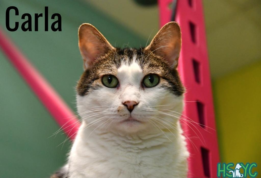 Enlarge Carla, a Adoptable mixed breed in Fort Mill, SC image 4/6