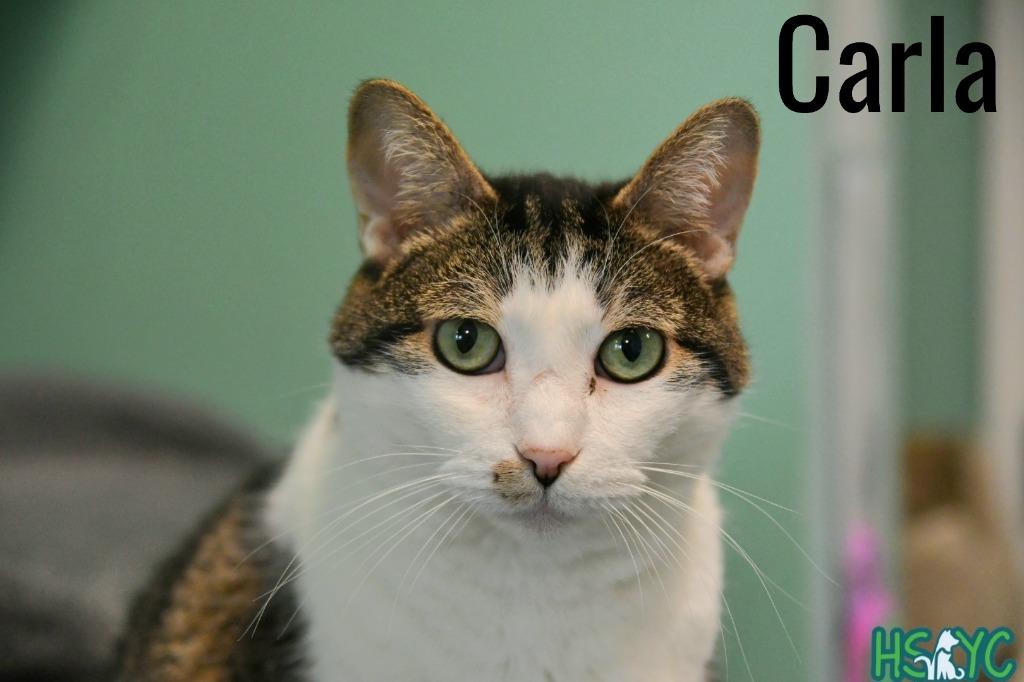 Enlarge Carla, a Adoptable mixed breed in Fort Mill, SC image 4/6
