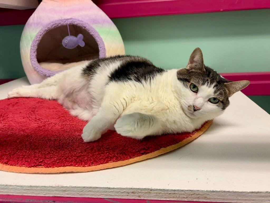 Carla, a Adoptable mixed breed in Fort Mill, SC image 4/6