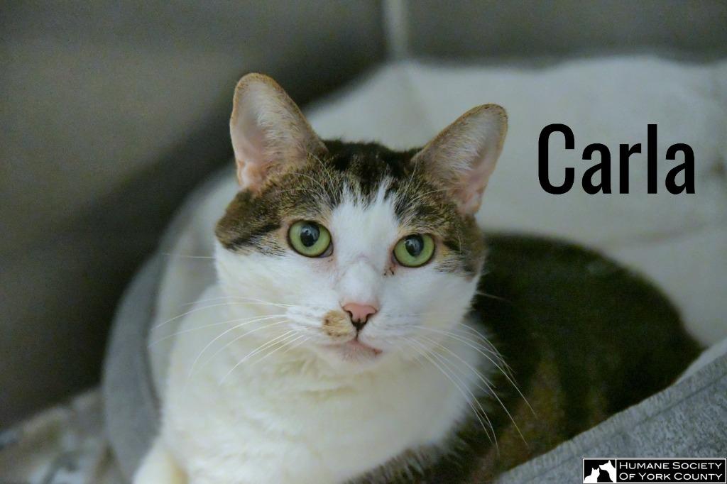 Carla, a Adoptable mixed breed in Fort Mill, SC image 6/6