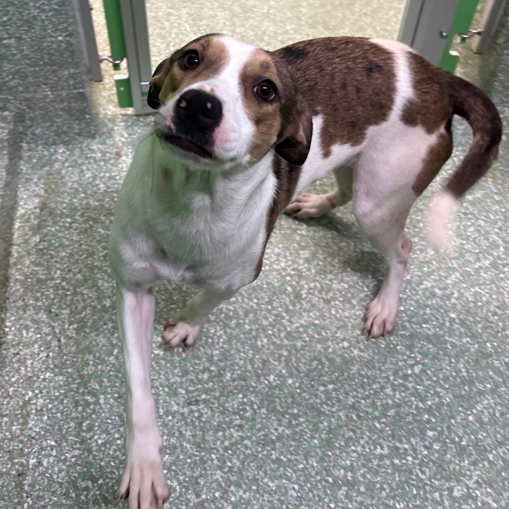 Lucy, Adoptable, Adult Female Beagle & Mixed Breed.