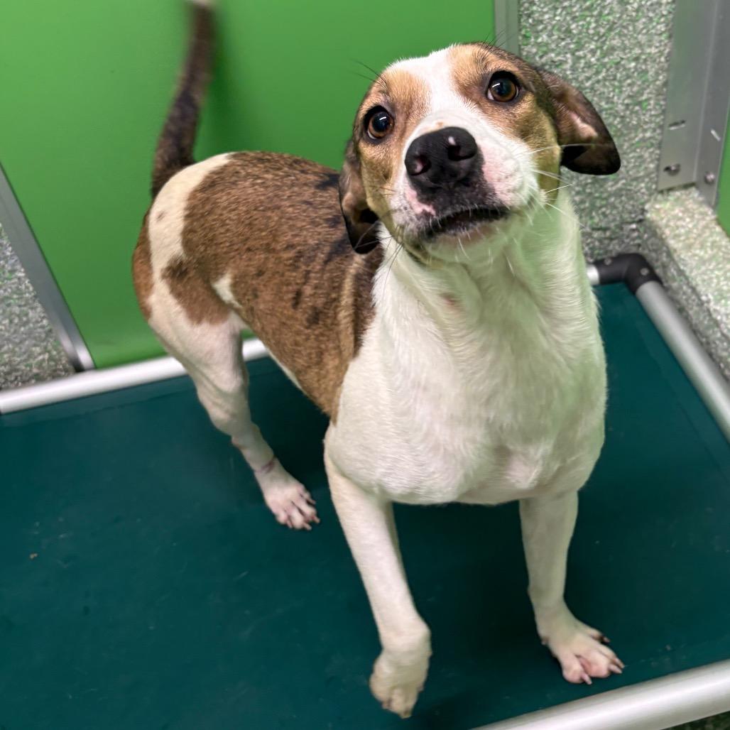 Enlarge Lucy, a Adoptable mixed breed in Calverton, NY image 2/3