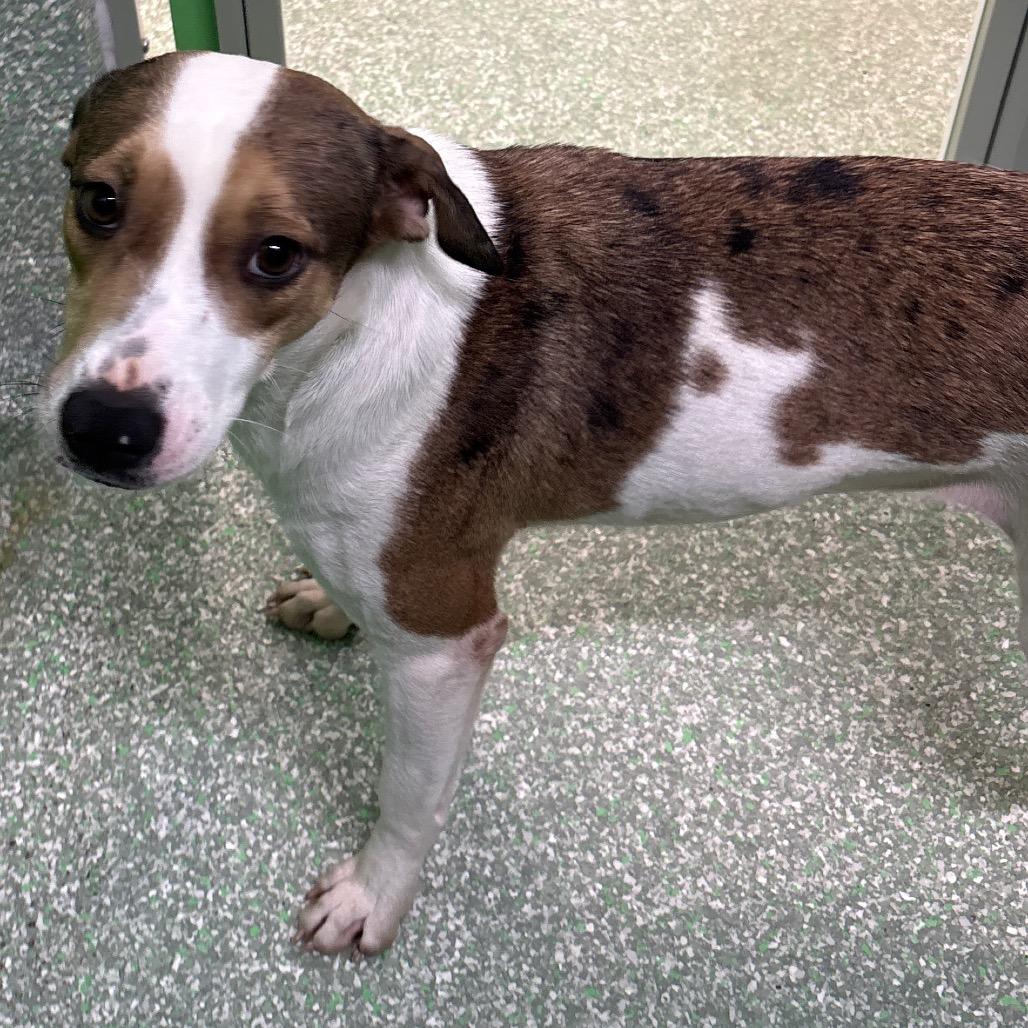Enlarge Lucy, a Adoptable mixed breed in Calverton, NY image 3/3