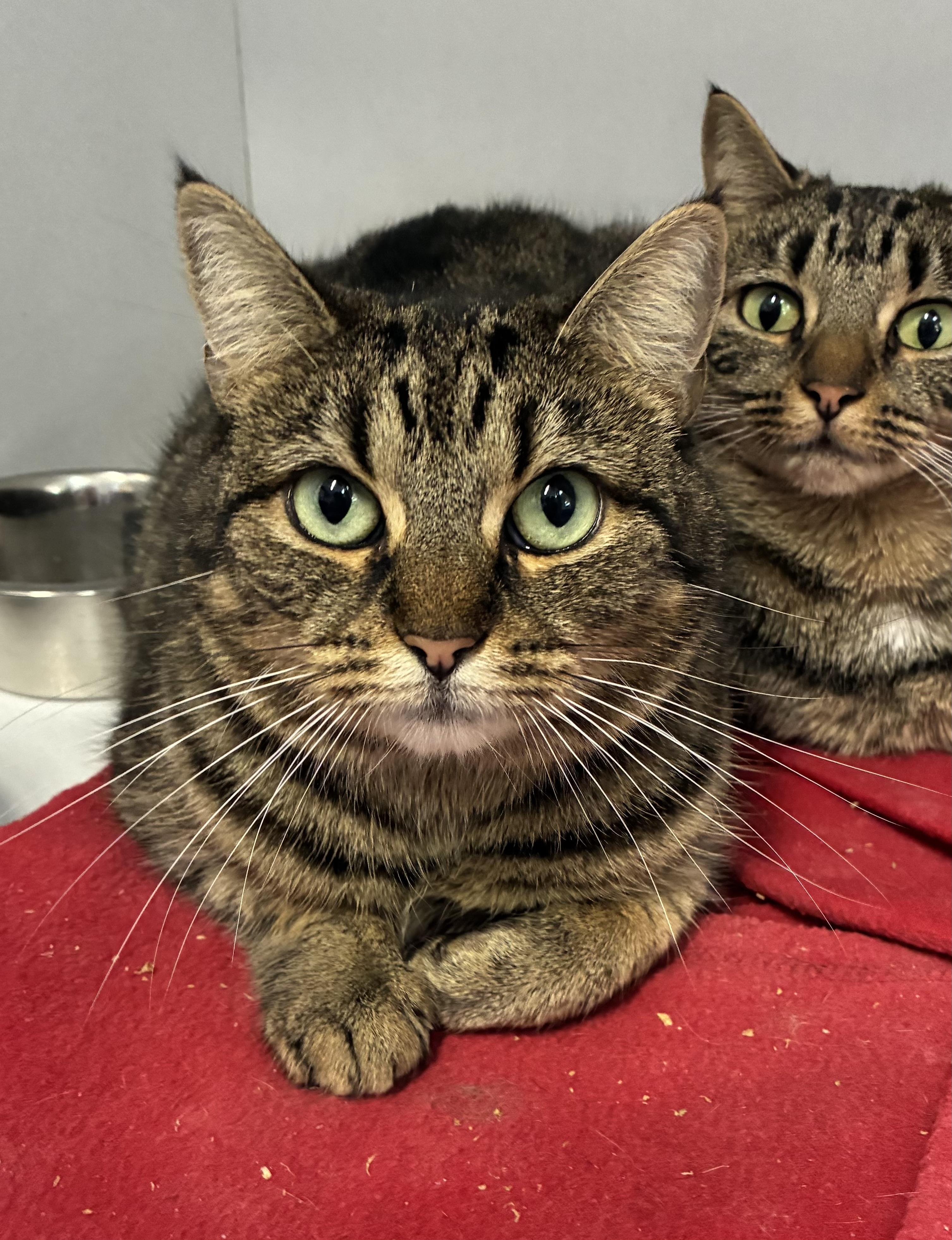 Enlarge Rikki Rocket, a ADOPTABLE Domestic Short Hair in Breinigsville, PA image 1/3