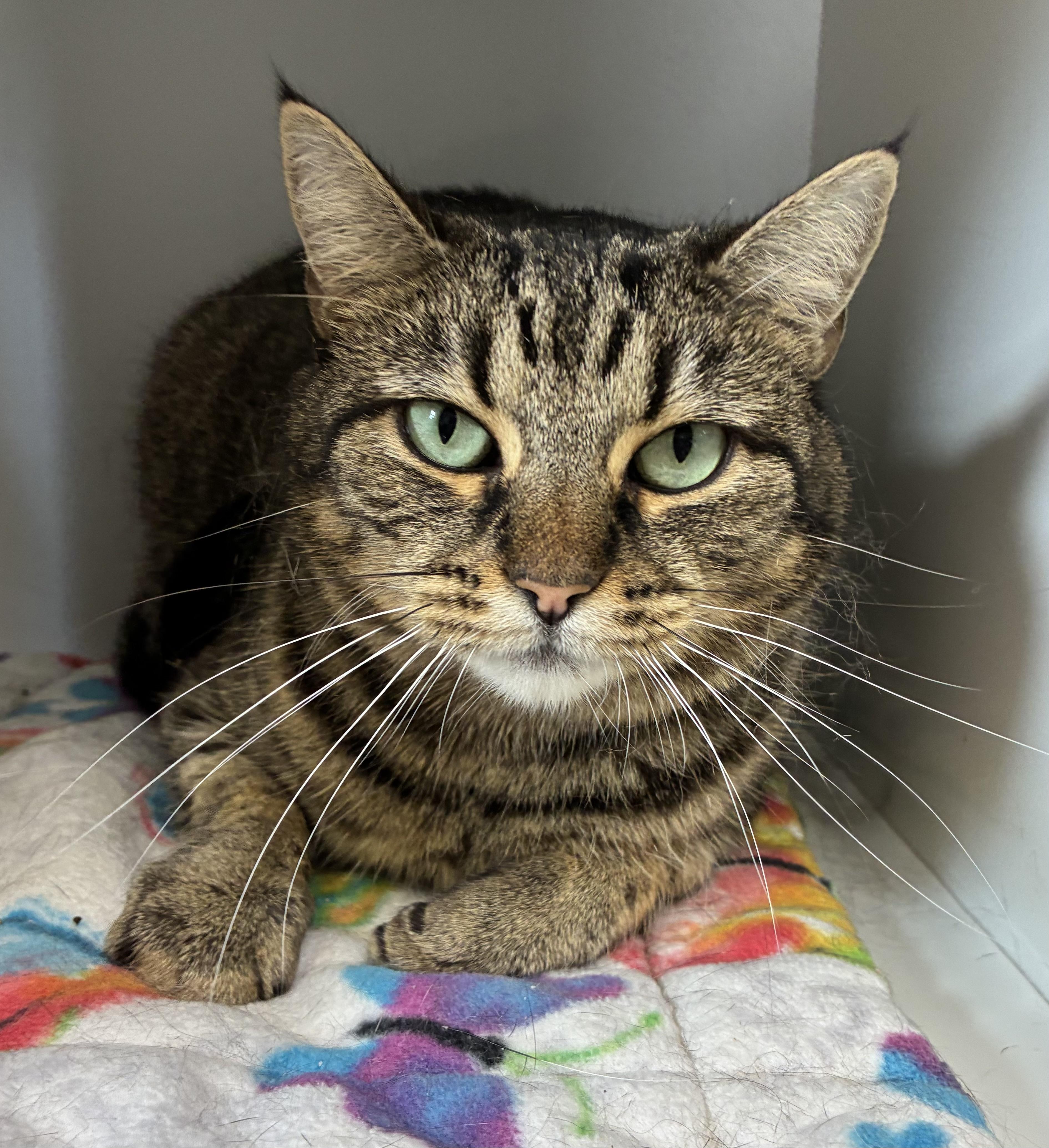 Enlarge Rikki Rocket, a ADOPTABLE Domestic Short Hair in Breinigsville, PA image 2/3