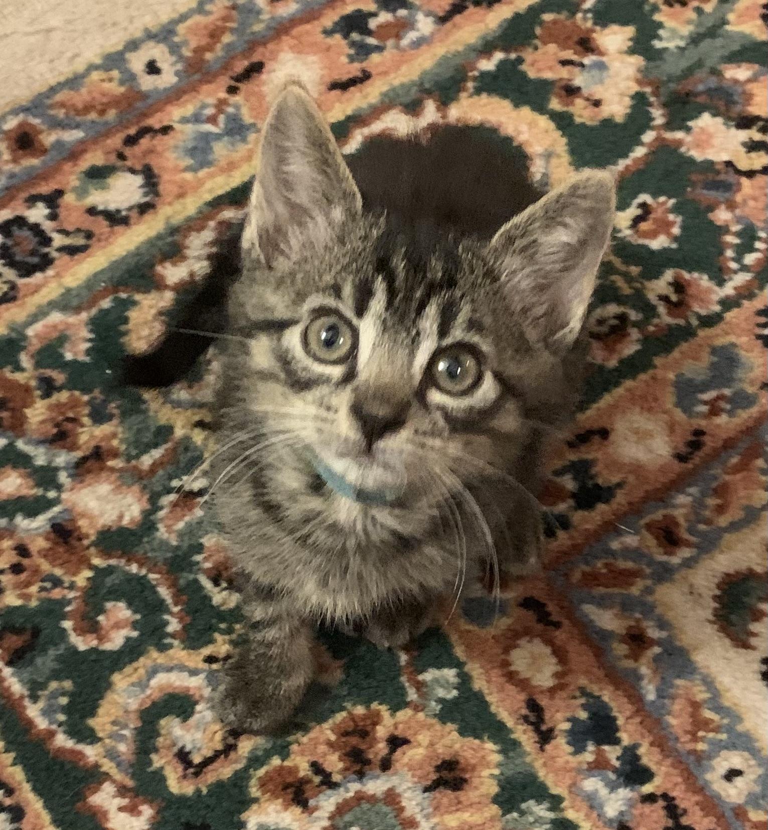 Enlarge Mowgli, a Adoptable Domestic Medium Hair in Turnersville, NJ image 2/6