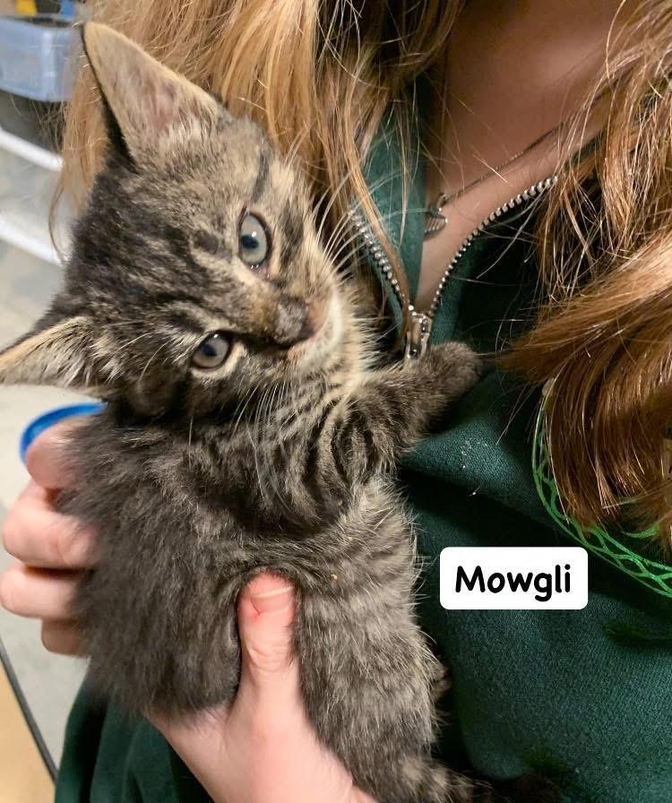 Mowgli