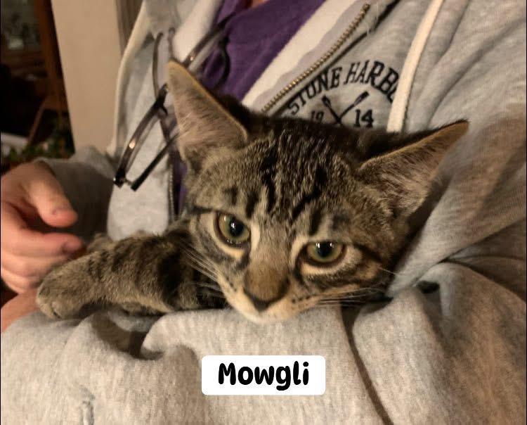 Mowgli