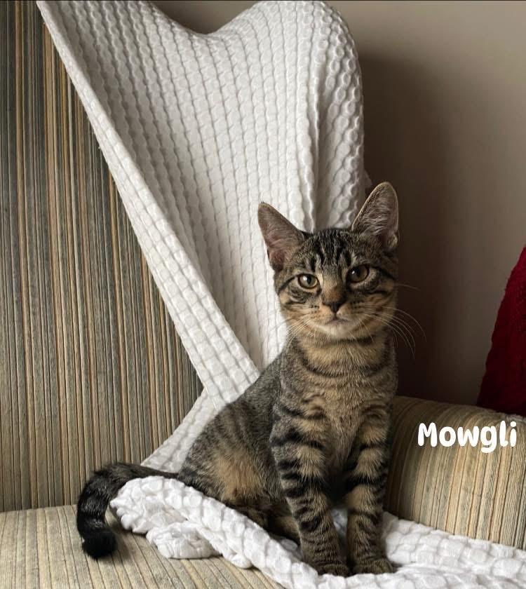 Enlarge Mowgli, a Adoptable Domestic Medium Hair in Turnersville, NJ image 1/6
