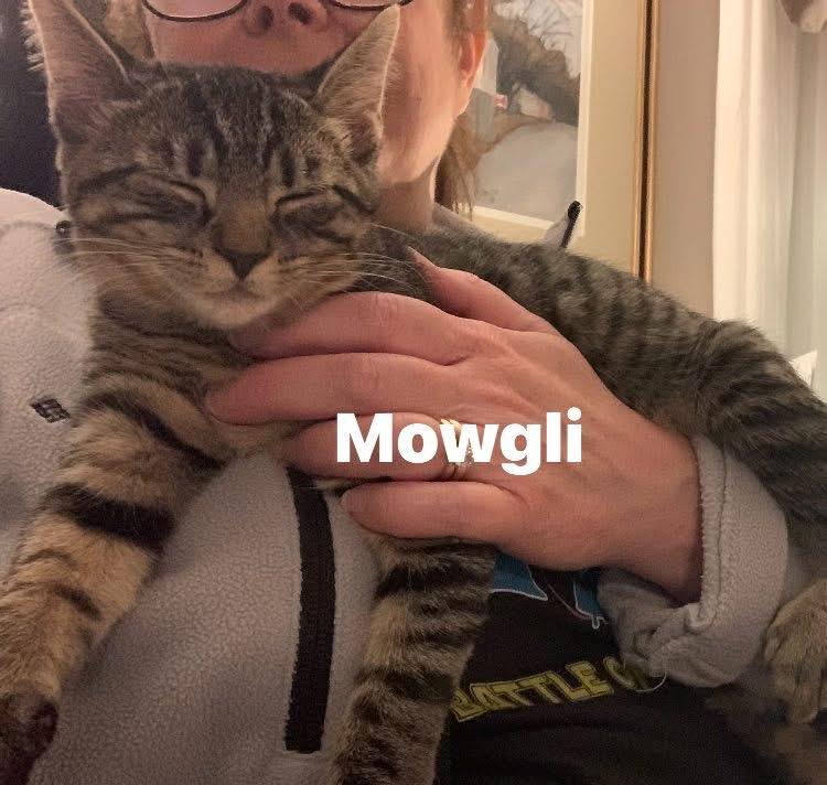 Enlarge Mowgli, a Adoptable Domestic Medium Hair in Turnersville, NJ image 5/6