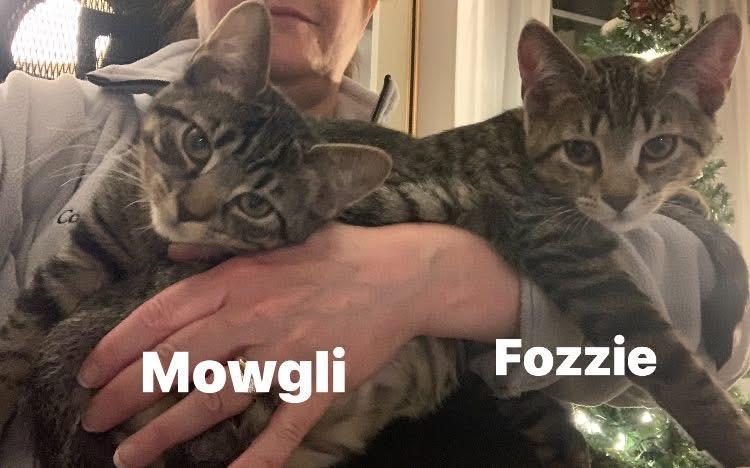 Enlarge Mowgli, a Adoptable Domestic Medium Hair in Turnersville, NJ image 6/6