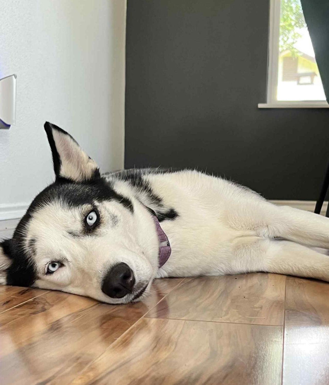 Hilo, an adoptable Siberian Husky in Billings, MT, 59102 | Photo Image 3