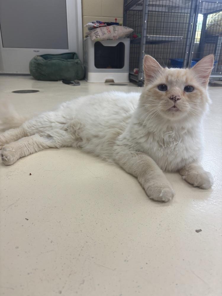 Polk-A-Dot, Adoptable, Adult Male Domestic Long Hair.