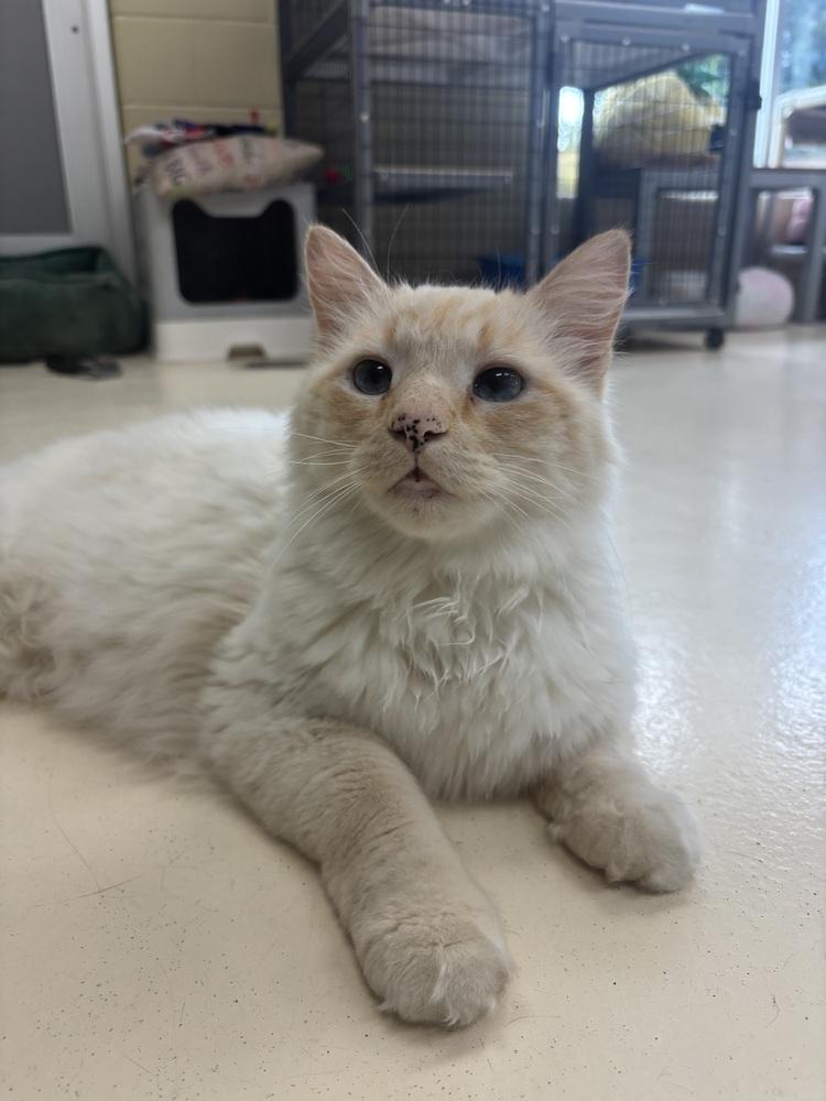 Enlarge Polk-A-Dot, a Adoptable mixed breed in Kalamazoo, MI image 2/2
