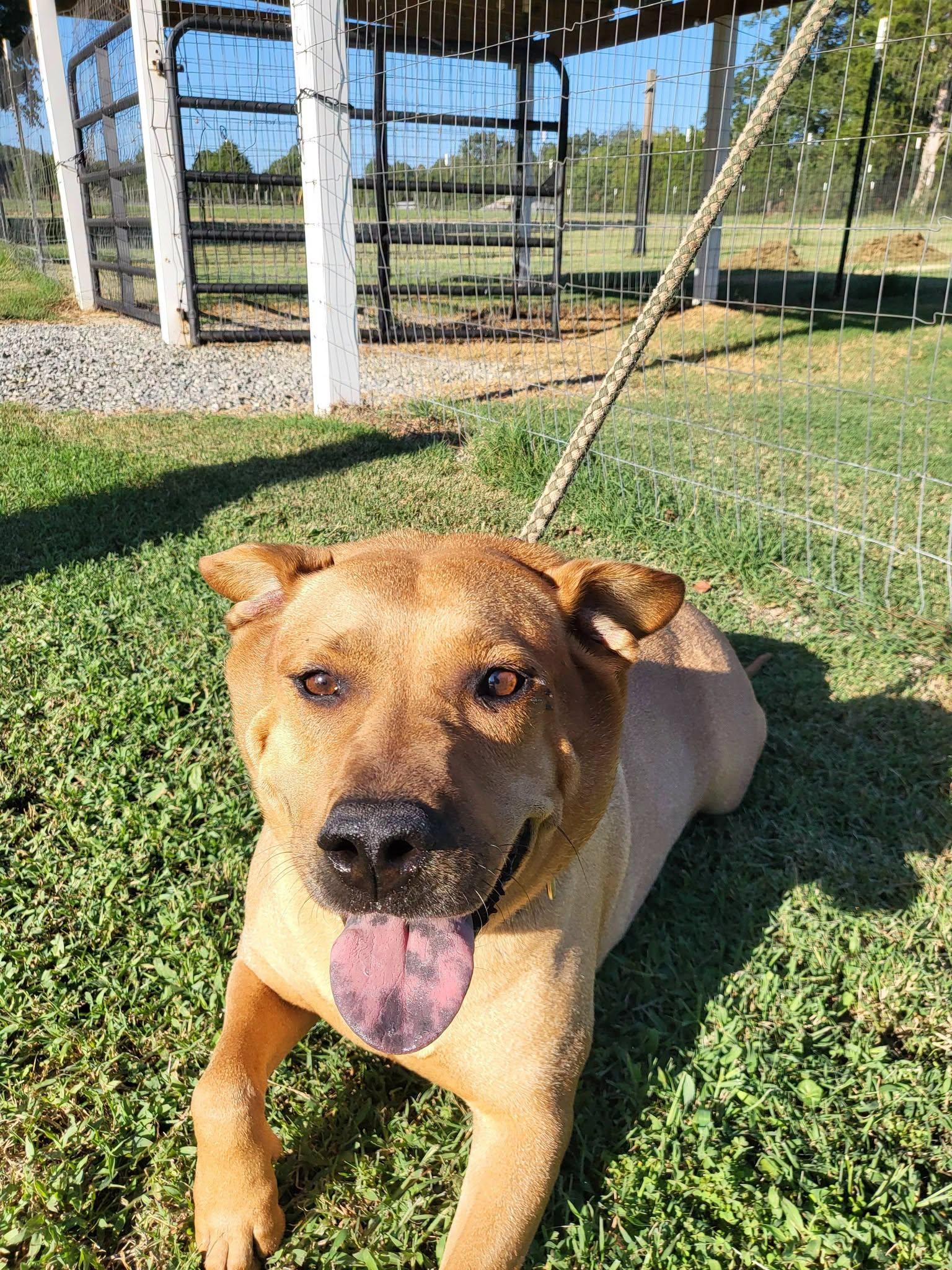 Lucy, Adoptable, Adult Female Labrador Retriever.