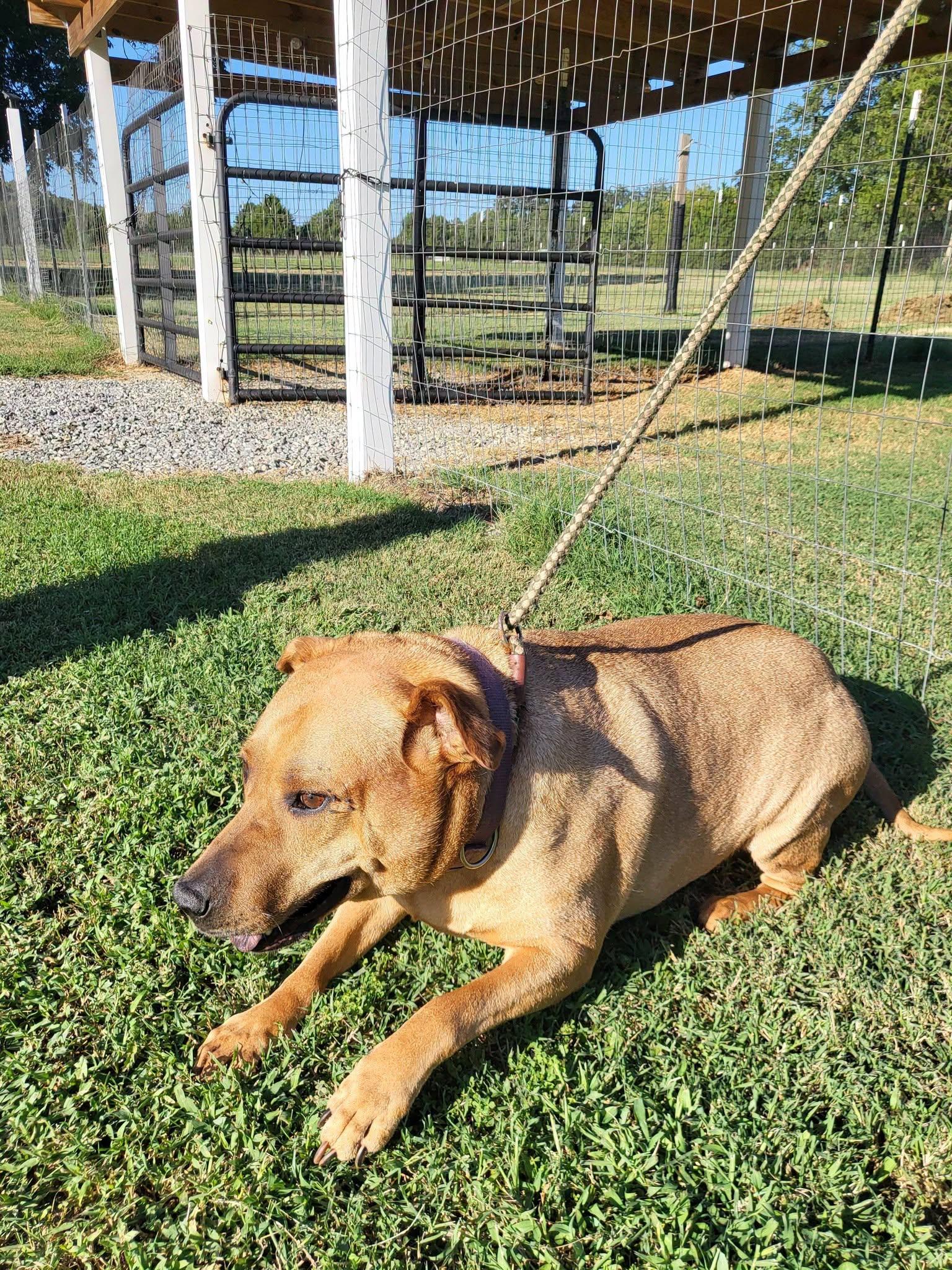 Enlarge Lucy, a Adoptable mixed breed in Salisbury, NC image 4/4