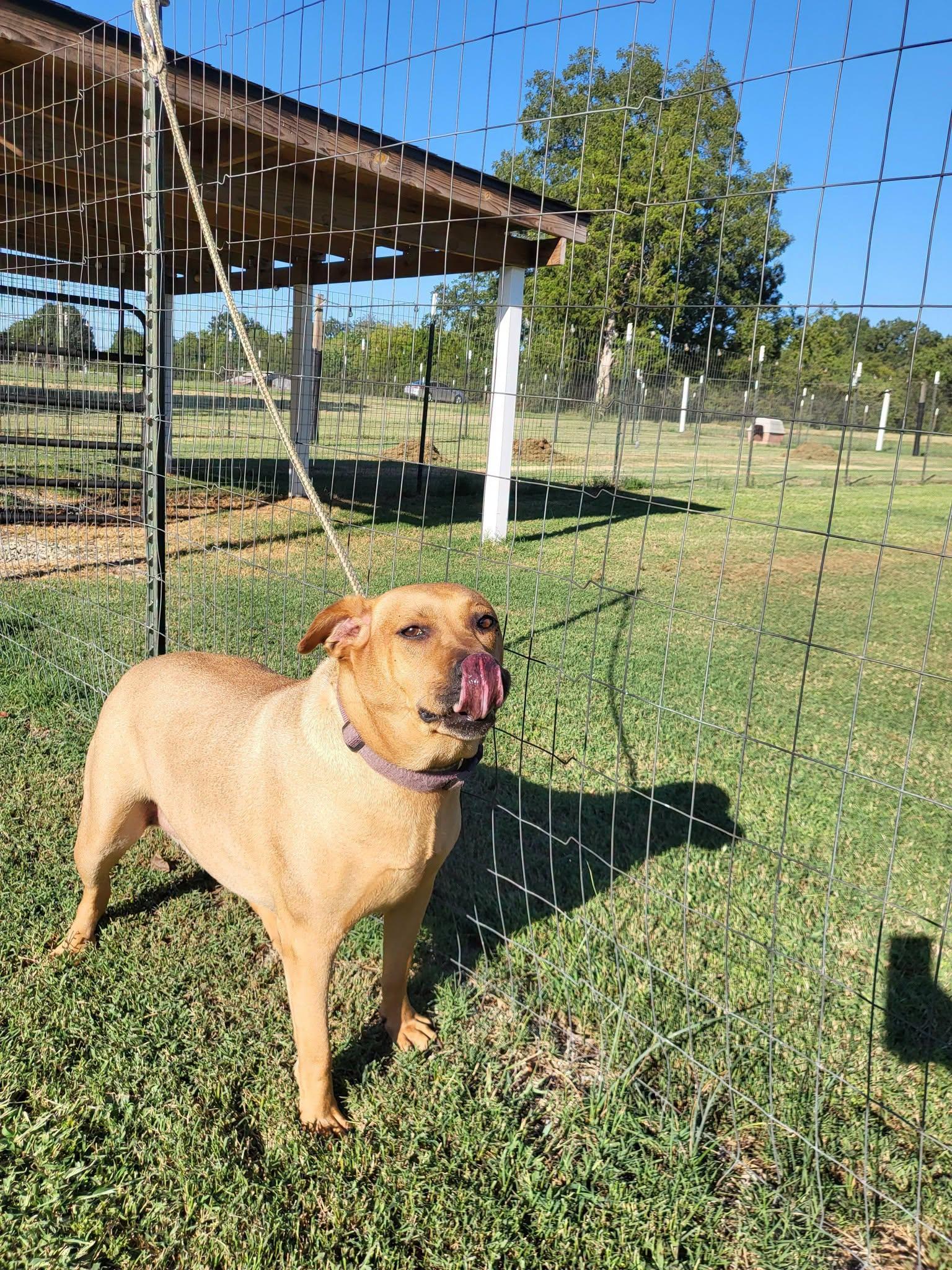 Enlarge Lucy, a Adoptable mixed breed in Salisbury, NC image 3/4