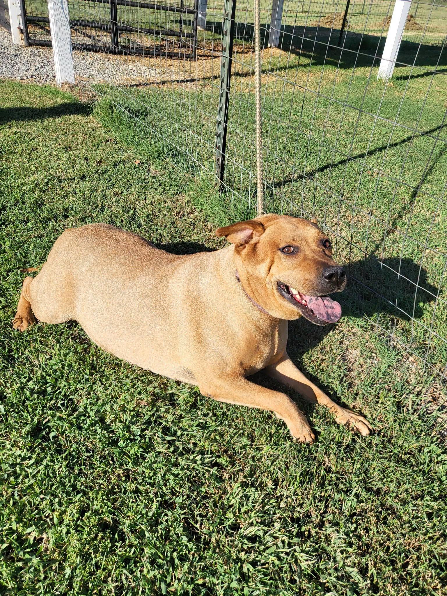 Enlarge Lucy, a Adoptable mixed breed in Salisbury, NC image 2/4