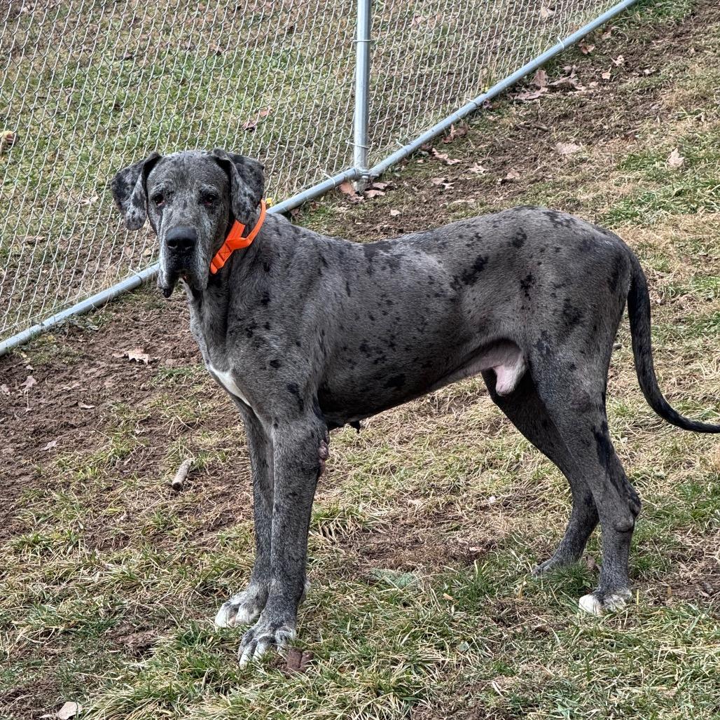 Smoke, Adoptable, Adult Male Mixed Breed.