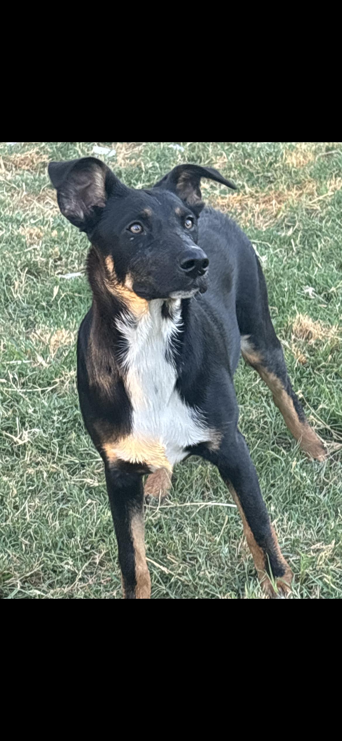 Enlarge Summer, a Adoptable mixed breed in Hamden, CT image 4/5