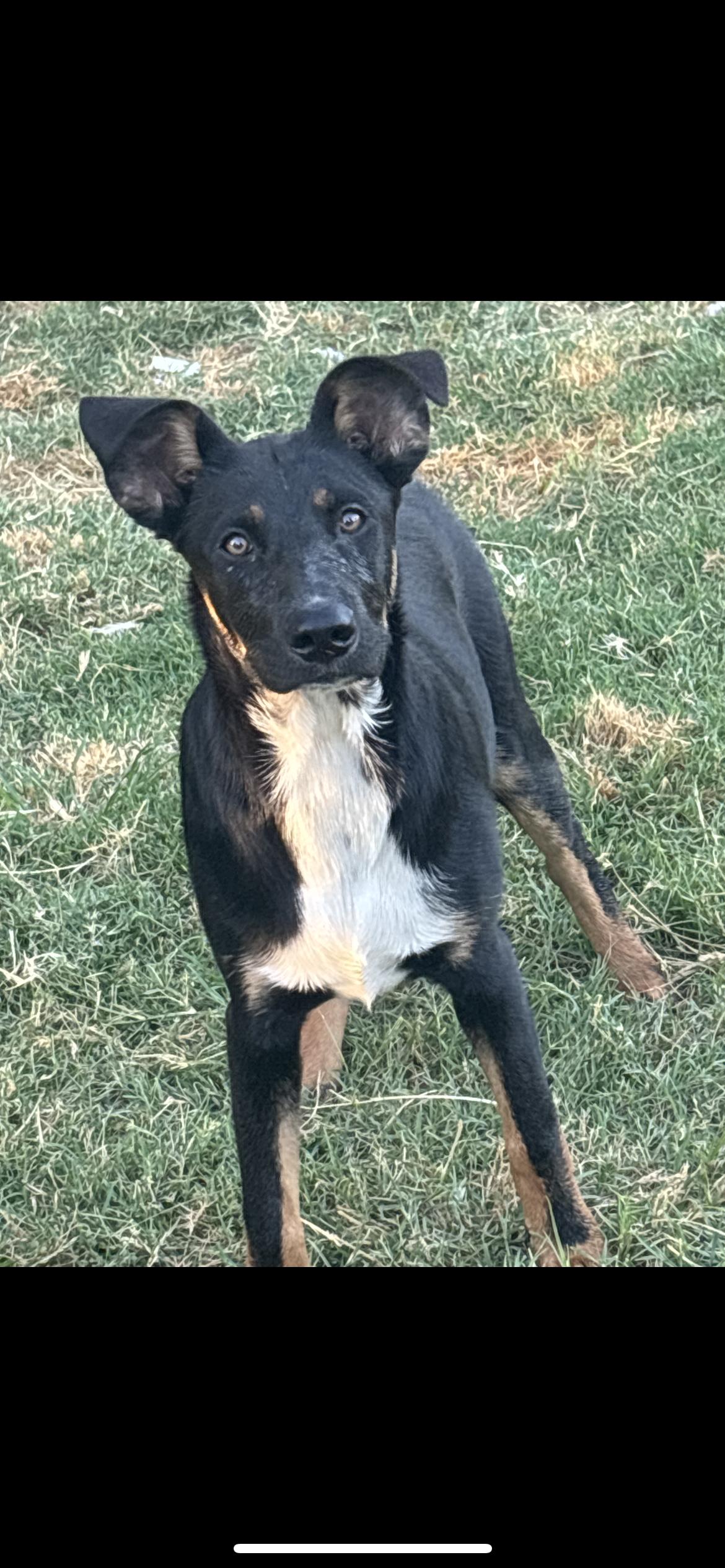 Enlarge Summer, a Adoptable mixed breed in Hamden, CT image 2/5