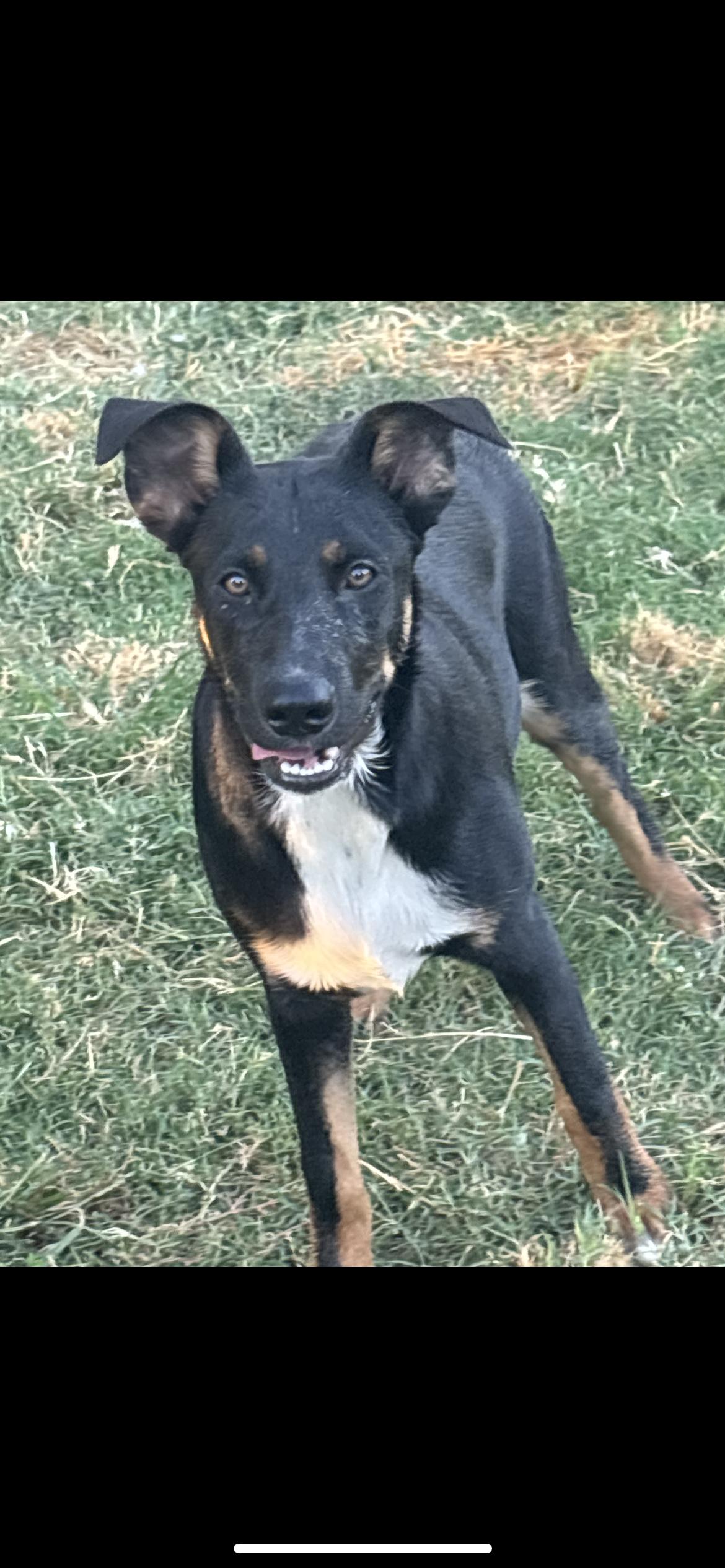 Enlarge Summer, a Adoptable mixed breed in Hamden, CT image 3/5
