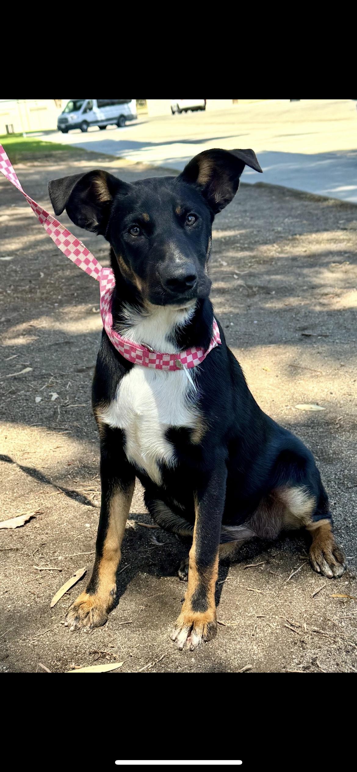 Enlarge Summer, a Adoptable mixed breed in Hamden, CT image 1/5