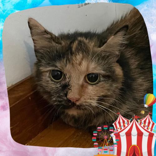 Oblina, Adoptable, Young Female Domestic Short Hair.