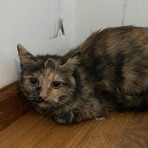Oblina, a Adoptable Domestic Short Hair in Toms River, NJ image 2/6