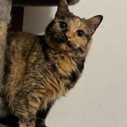 Oblina, a Adoptable Domestic Short Hair in Toms River, NJ image 3/6