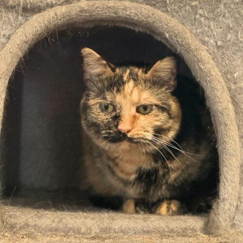 Oblina, a Adoptable Domestic Short Hair in Toms River, NJ image 4/6