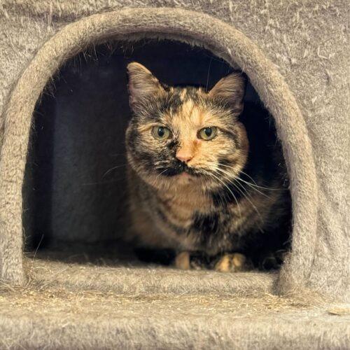 Oblina, a Adoptable Domestic Short Hair in Toms River, NJ image 5/6